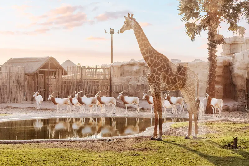 How was the Dubai Safari Park built 