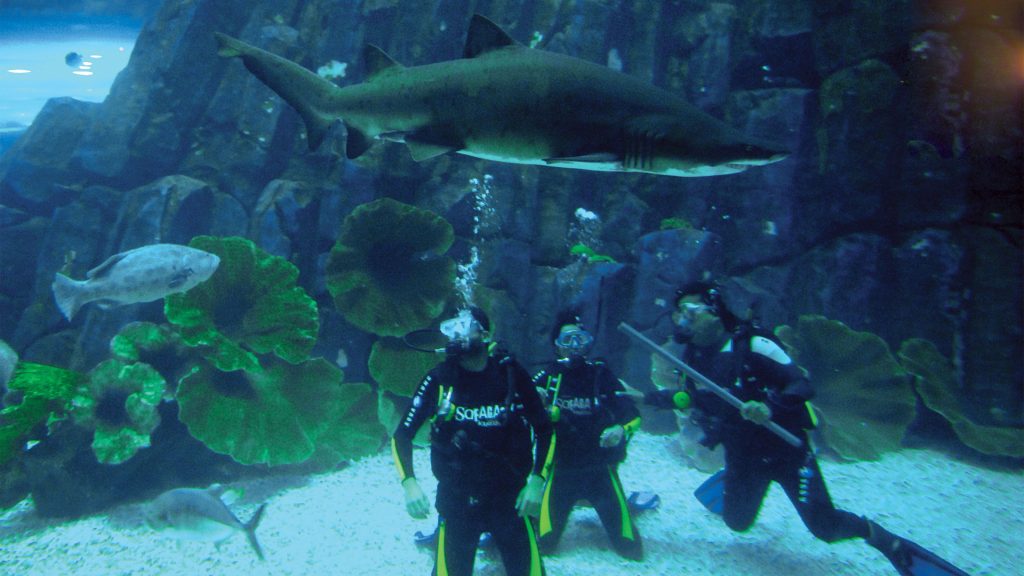 Diving with sharks in cages; one of Dubai’s scariest entertainments