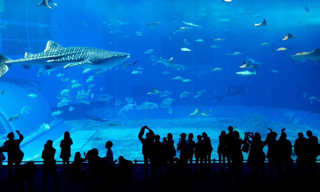 facts about dubai mall aquarium