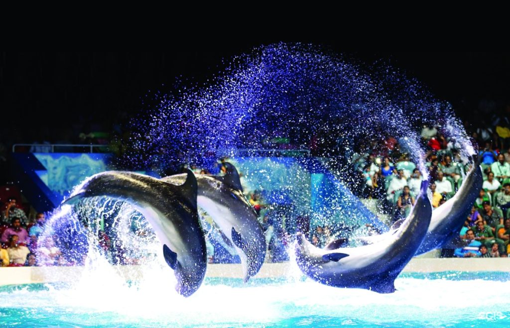 Dubai dolphinarium