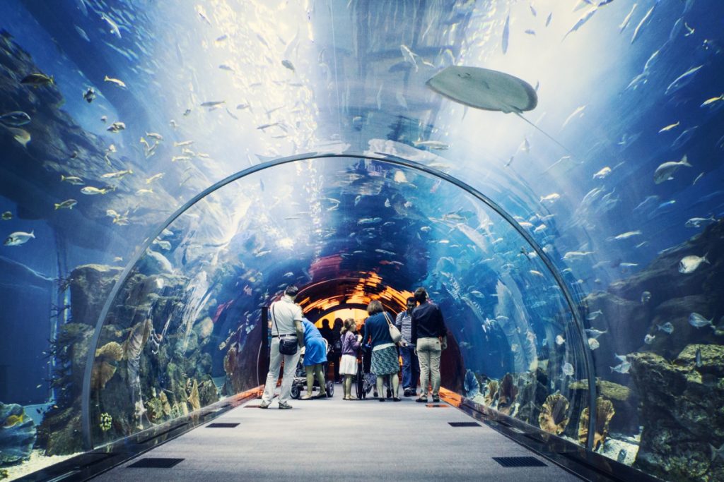 sharks in dubai mall aquarium