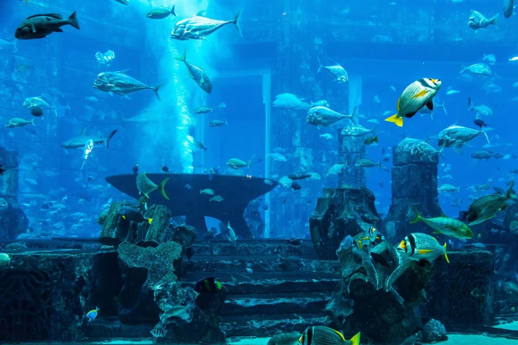 Underwater Zoo Section