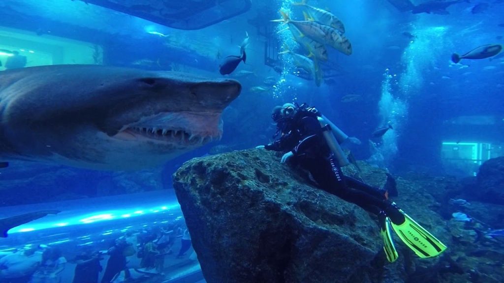 shark coach at the Dubai Aquarium