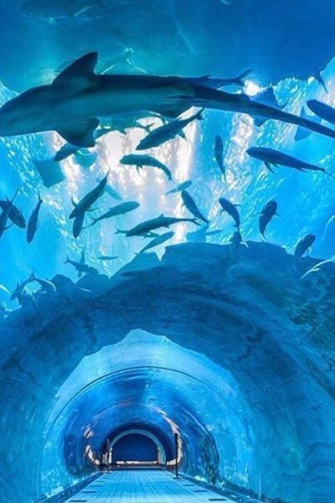 Best time to visit Dubai Aquarium