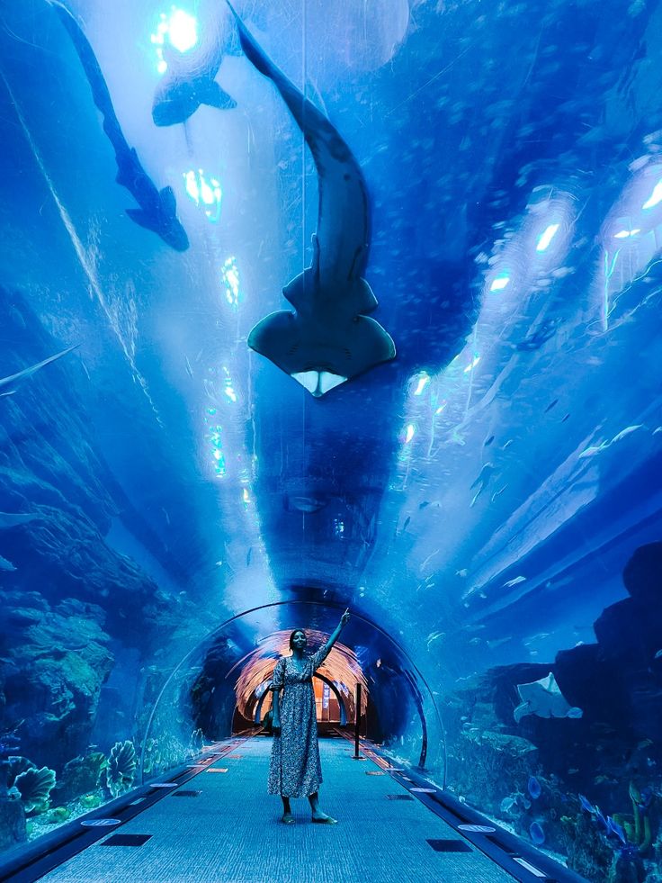 See the wonders of the underwater zoo