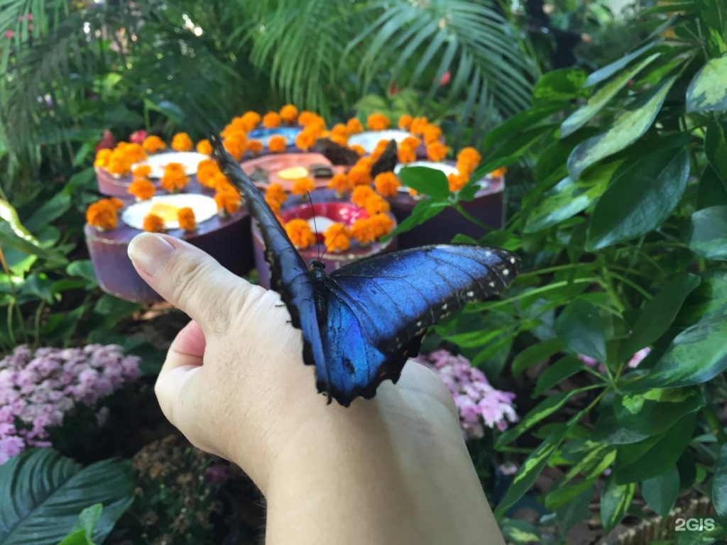 .Dubai Butterfly Garden