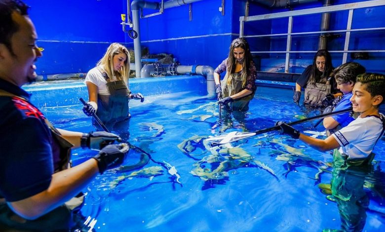 facts about dubai mall aquarium