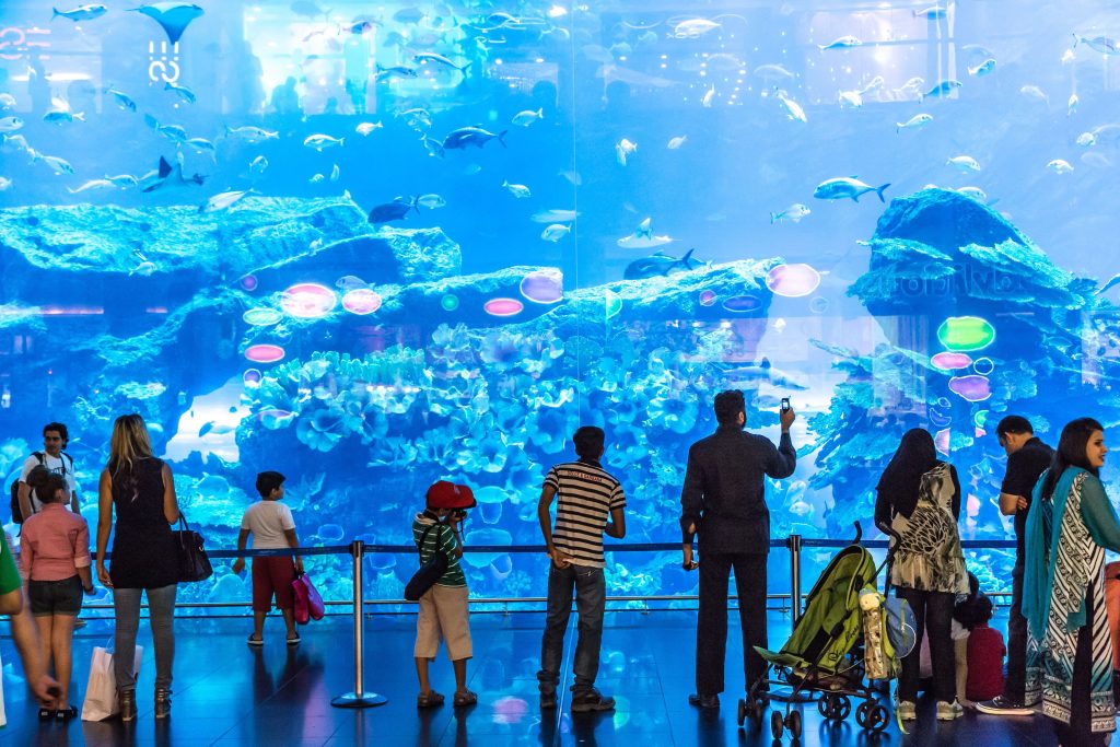 sharks in dubai mall aquarium