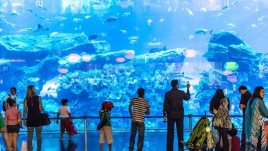 sharks in dubai mall aquarium