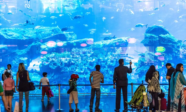 sharks in dubai mall aquarium