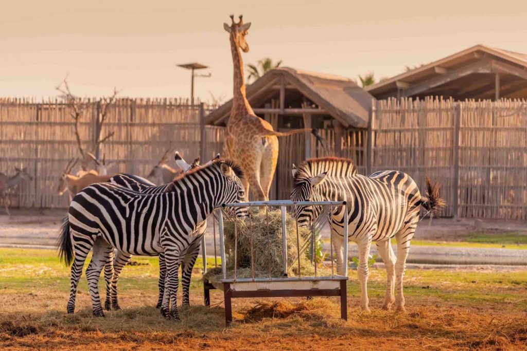 Dubai Safari Park